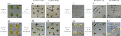 Preliminary establishment of genetic transformation system for embryogenic callus of Acer truncatum ‘Lihong’